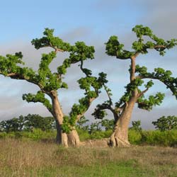 Adansonia digitata